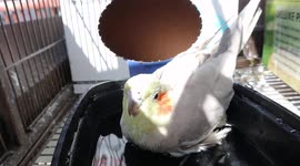 Cockatiel Phoebe bird is taking a bird bath outside