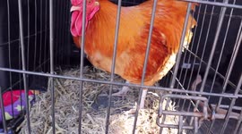 Banished Rooster Nugget Leaves Pointe Claire City Limits Forever