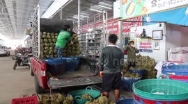 Thai farmers harvest durian fruit as season for popular dish starts