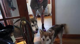 Alaskan Malamutes Dogs Sojou and Fish Howling