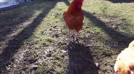 I Love My Suburban Chicken Therapy