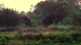 Duo of wild tuskers spotted amid forest cover in Sri Lanka
