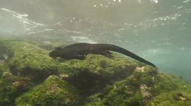 Professional diver captures stunning underwater encounters with wildlife of Galapagos Islands
