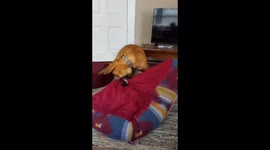 Dog hates bed