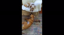 Dog is annoyed with puppy but too lazy to get up.