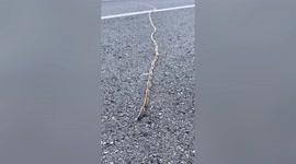 Trail of pine processionary caterpillars spotted crossing road in Cyprus