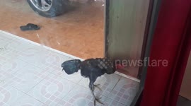 Rooster fights his own reflection in glass window