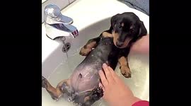 Relaxed puppy