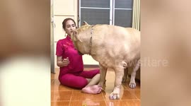 Huge pet Staffie dog towers over owner who was measuring its body