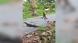 Fight for my love! Two male monitor lizards fight for disinterested female who watches them wrestle