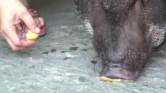 Family raises 200kg boar as pet in Vietnam