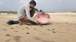 This is the record of THE TURTLE CUBS WERE LEFT AT THE SEA