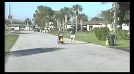 8 month young baby pushing her mother in her stroller