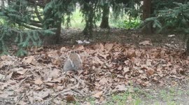 Cute Footage Of Squirrel Trying To Its Nuts