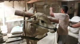 Traditional noodle factory uses hand tools to make delicious dishes