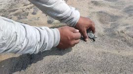 Animal rescuer frees adorable baby turtle caught in fishing net