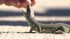 Lizard Shows Off Powerful Jaws To Scientist and  Filmmaker Team