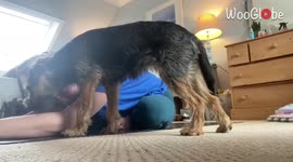 ''You Doin' Yoga? I WANT IN!' Cute Dog's Funny Attempts to get Involved in Owner's Yoga Session'