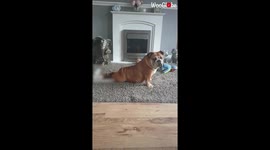 'I'm All Yoga'd! Yoga-Loving Bulldog Does a Body Stretch by herself'