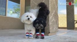 'Adorable Maltipoos do a Pawstand (Their Favorite Exercise)'