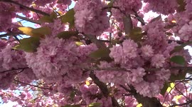 Pink cherry on a gorgeous sunny day in spring