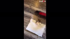 Nifty life hack eliminates need for dustpan while sweeping the floor