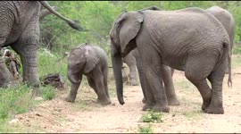 Wild baby African elephant playing while young elephants spar in the background