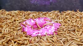 Watch 10,000 mealworms devour doughnut in gruesome timelapse