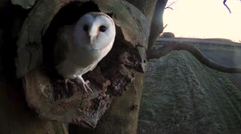 Moment barn owl is viciously dragged out of nest by another aggressive bird