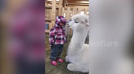 Adorable moment a toddler is kissed by a curious Alpaca