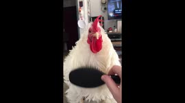 This cockerel rules the roost as he demands to be brushed by owner