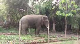 Wild elephant strays onto plantation in broad daylight in eastern India