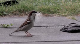 Rare scene! Sparrow collects hair from moulting golden retriever for nest