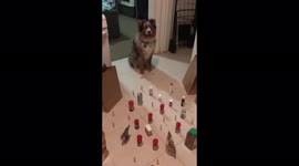 'Good boy!' Agile sheepdog makes his way through 'minefield' of kitchen supplies