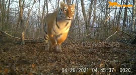 Wild Siberian tiger captured chasing sika deer for first time in China