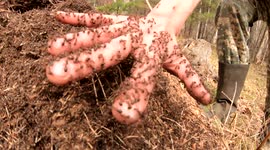 A Russian man from Siberia dips his hand into an anthill to test his endurance pain threshold