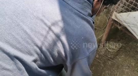 Cobra Rescued from fishing net!!