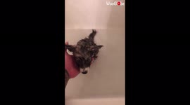 'Siberian Husky isn't a Big Fan of Bath Time '
