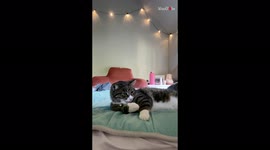 Affectionate Cat Snuggles after Owner Invades his Personal Space