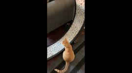 'Woman Hypes Up Cat Running on his Workout Wheel'