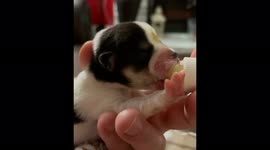 Dog gets hit by car and has a cesarian to save the puppies rescue bottle feeds the 6 puppies
