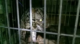 Officers remove rare clouded leopard trapped in a bathroom in Indonesia