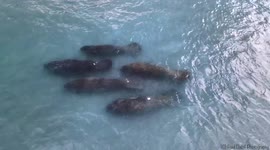 Watch this herd of manatees gracefully move through the ocean together in the sunshine