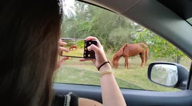 Herd of lost wild horses spotted at near downtown Melaka Malaysia