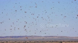 Massive swarms of locusts invade northwestern South Africa