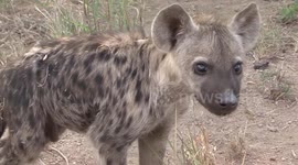 Curious hyena cub checks out wildlife photographer's camera in South Africa