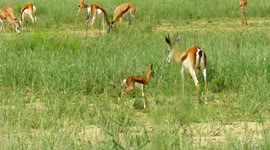 New born baby springbuck antelope taking her first wobbly steps
