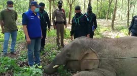 Wild elephant found dead after being electrocuted in Thailand