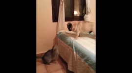 Pug and cat play fighting in bed