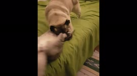 Pug and cat play fighting in bed 2